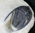 Nice Diademaproetus Trilobite - Foum Zguid, Morocco #28145-2